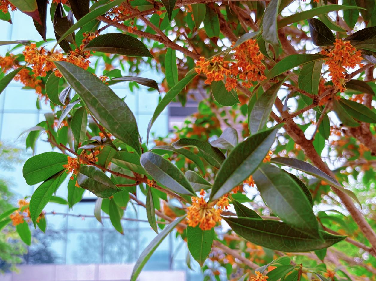 太香咧!在高新被桂花“腌”入味了