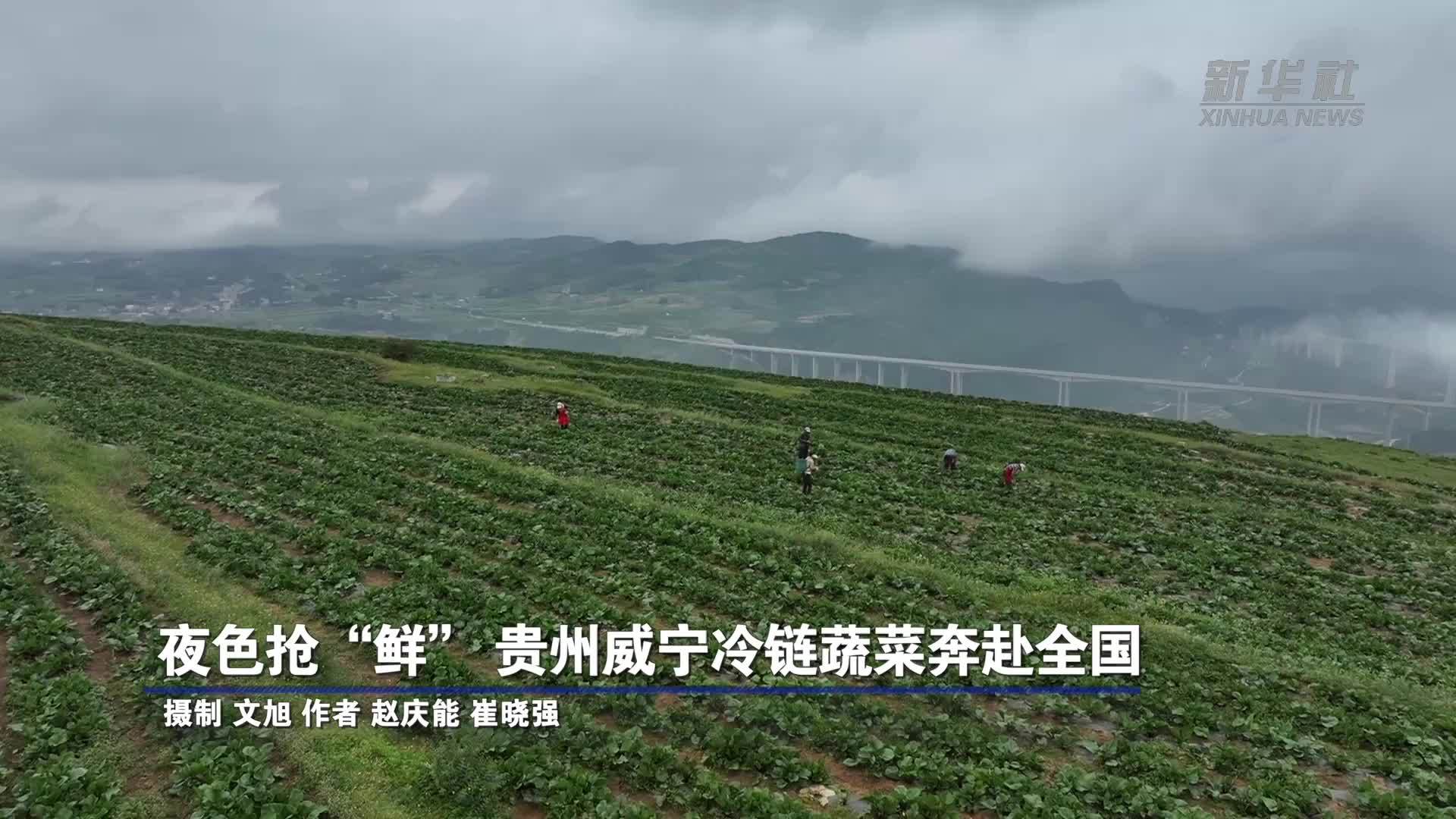 夜色抢“鲜”贵州威宁冷链蔬菜奔赴全国