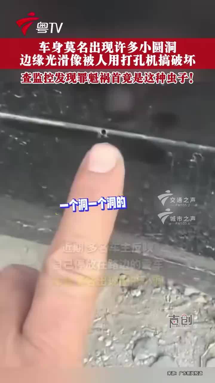 多地车辆被夜蛾幼虫啃出小洞