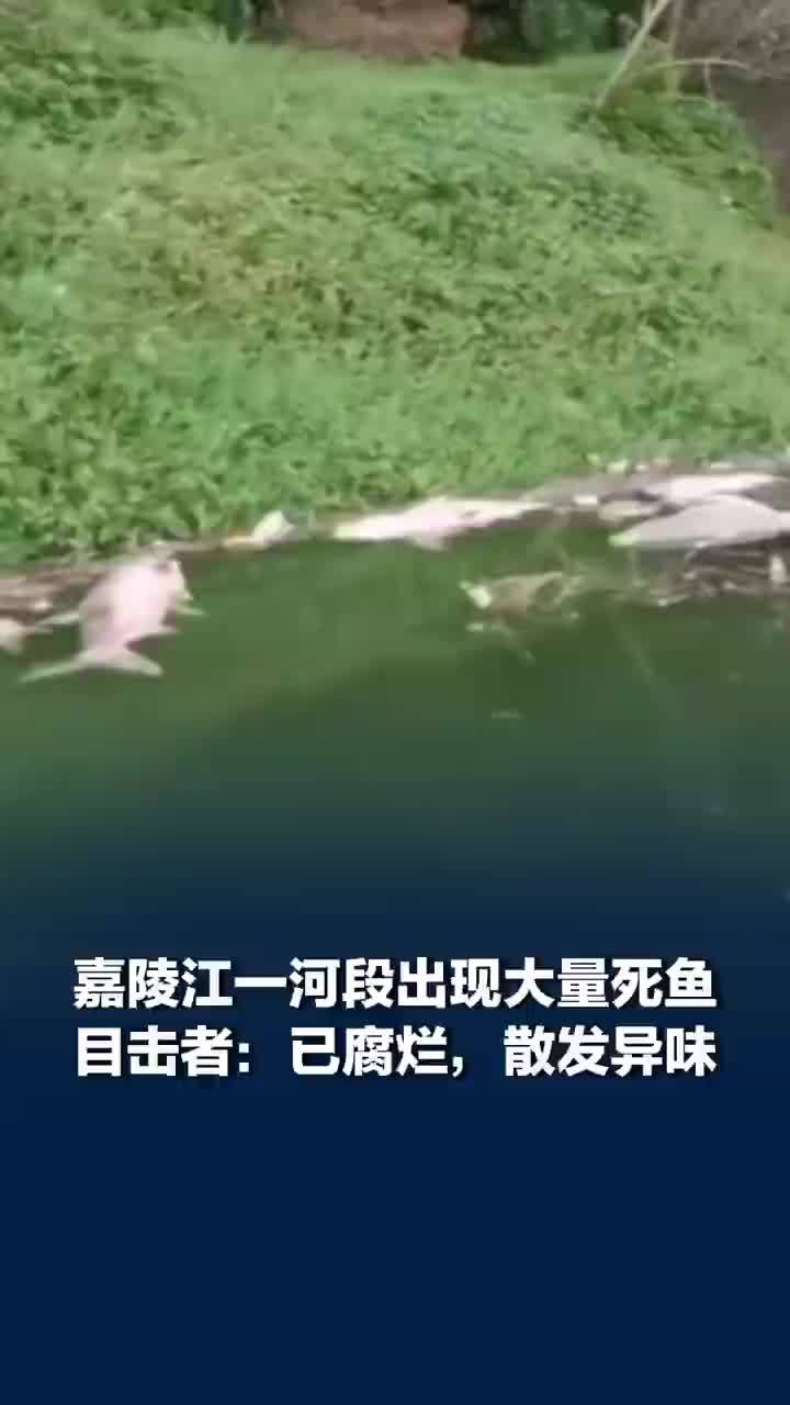 嘉陵江一河段出现大量死鱼，目击者称嘉陵江现腐烂死鱼散发异味，官方：系高温降雨交替引发鱼病