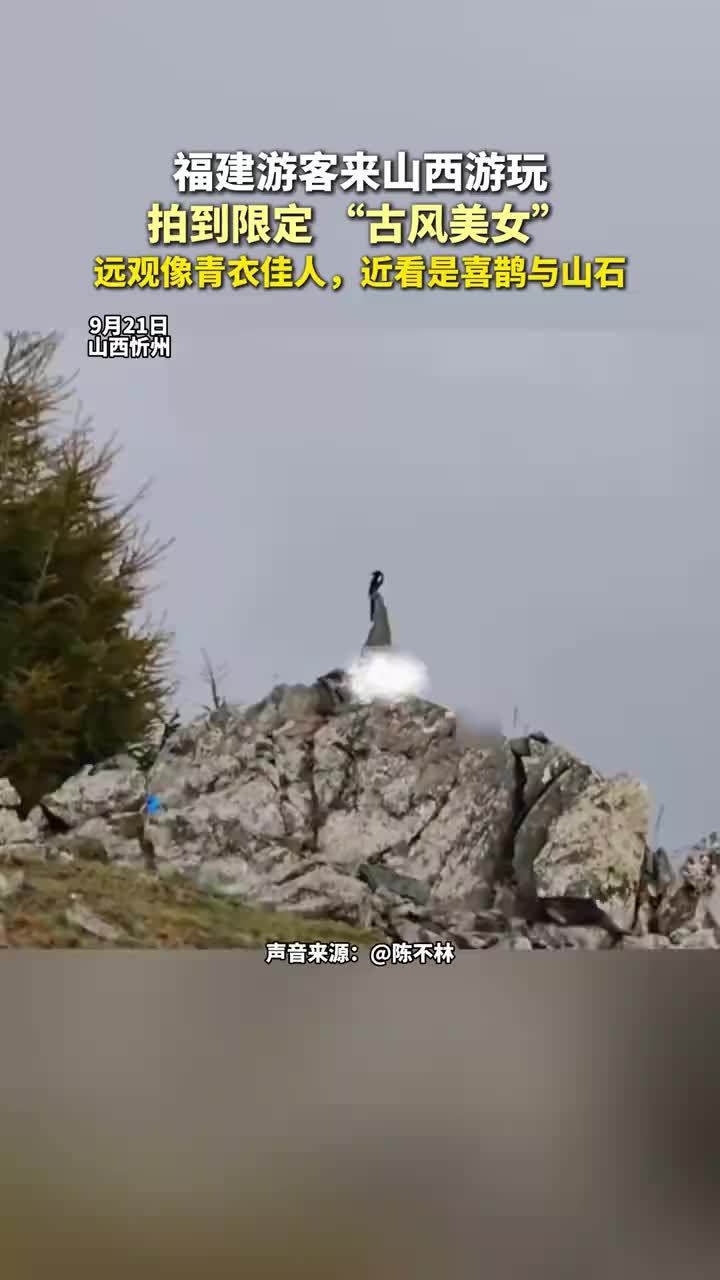 游客以为拍到古风美女原来是喜鹊