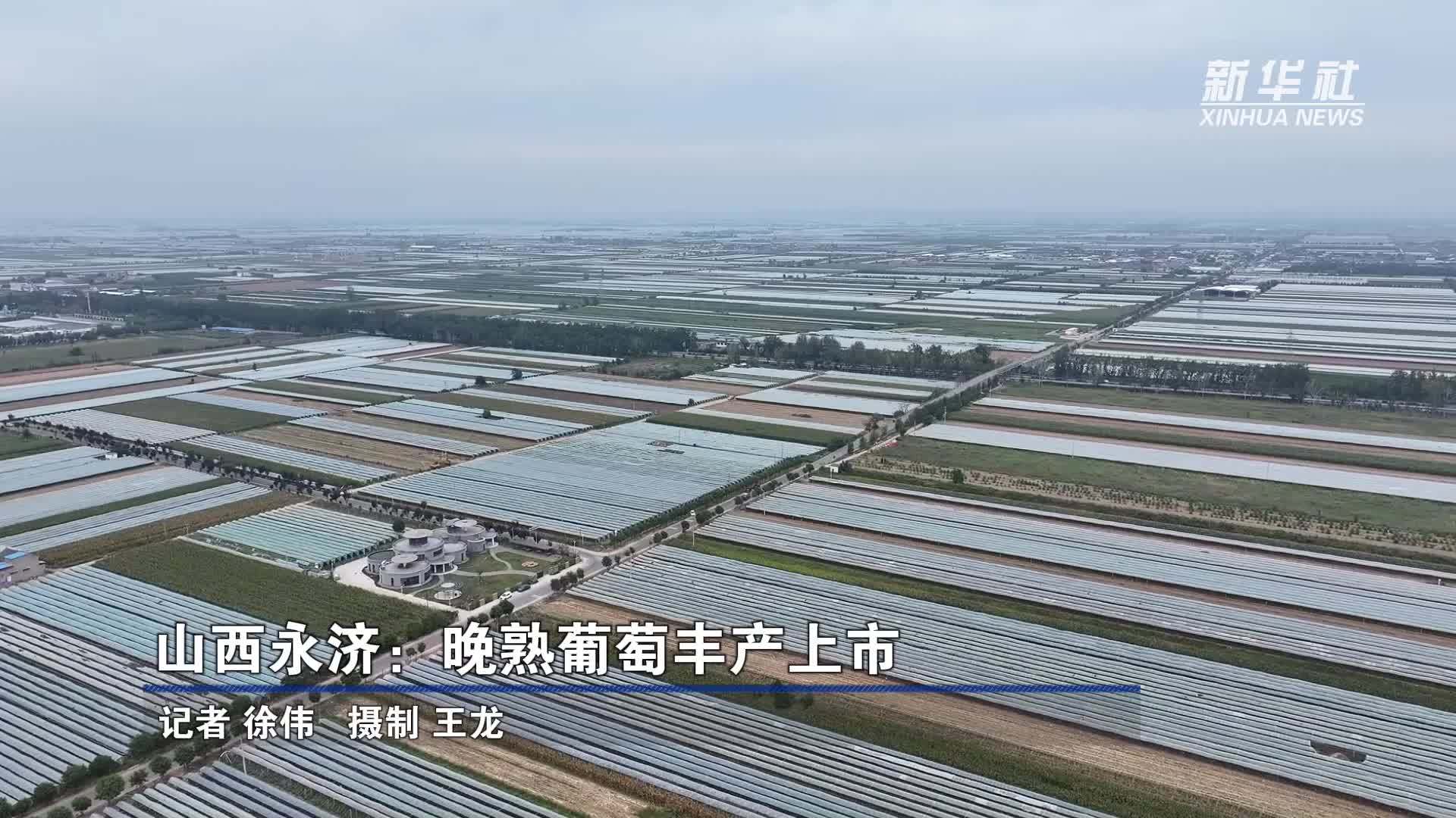 山西永济：晚熟葡萄丰产上市