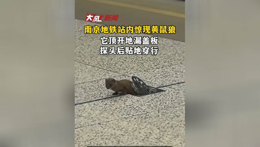 南京地铁站内出现黄鼠狼，它顶开地漏盖板探头后贴地穿行