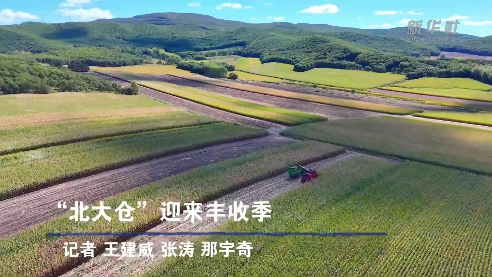 “北大仓”迎来丰收季