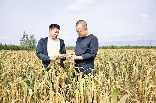9月20日，阳原县浮图讲乡谢家窑村种植大户张摇（右）在查看谷子长势。本报记者 郭晓通摄