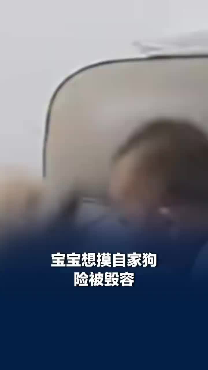 宝宝想摸自家狗险被毁容，宝宝摸狗险毁容家长称狗已关阳台：没咬到