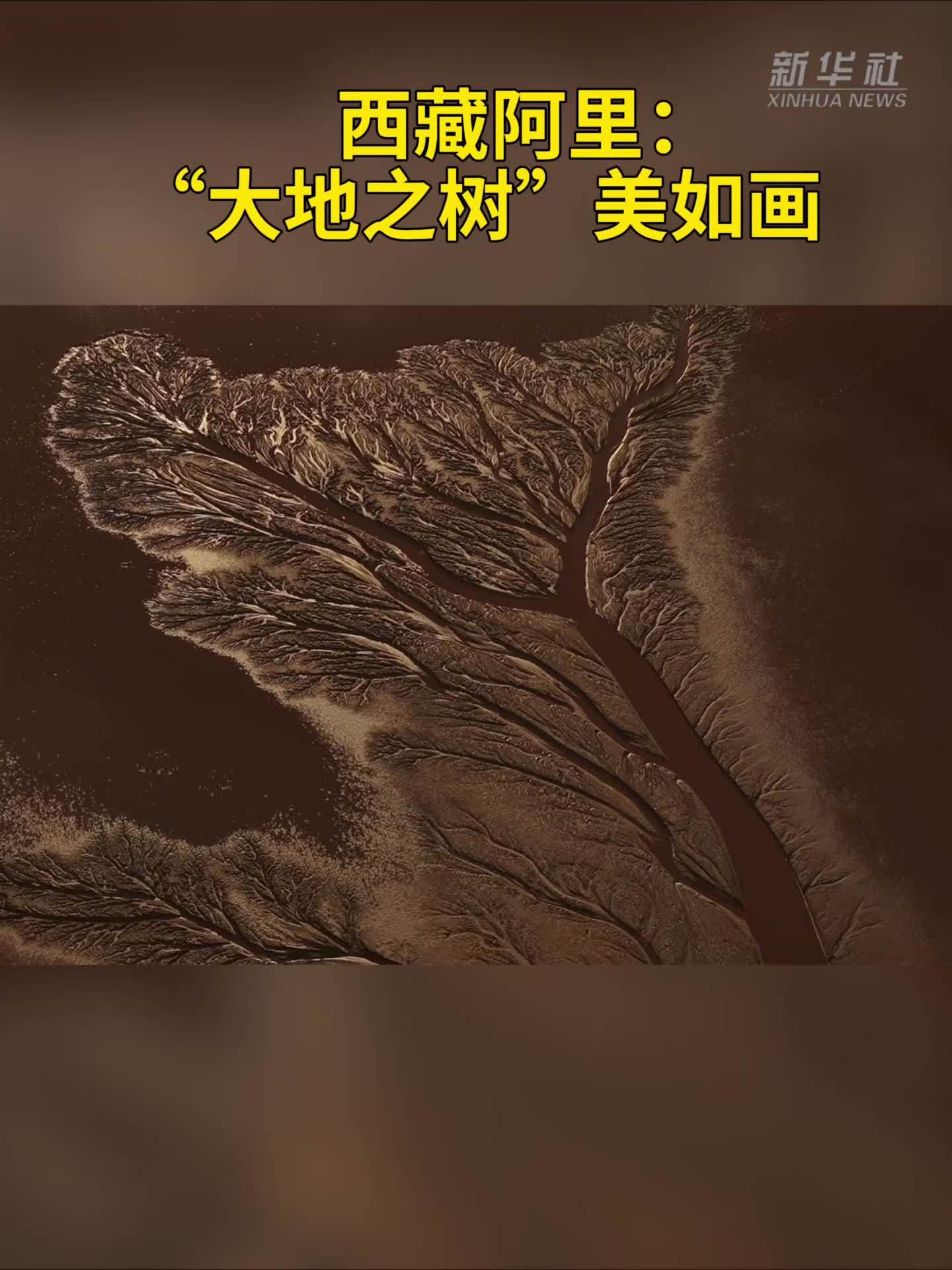 秀我中国｜西藏阿里：“大地之树”美如画
