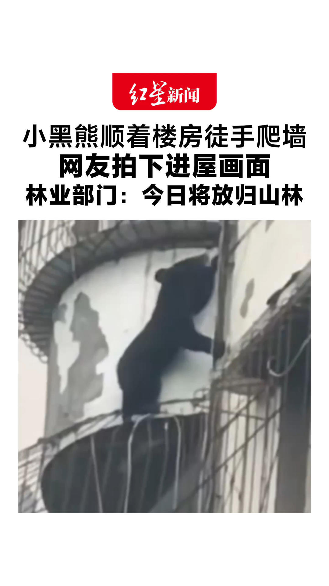 小黑熊顺着楼房徒手爬墙 网友拍下进屋画面 已捕获，没有人受伤 林业部门：今日将放归山林