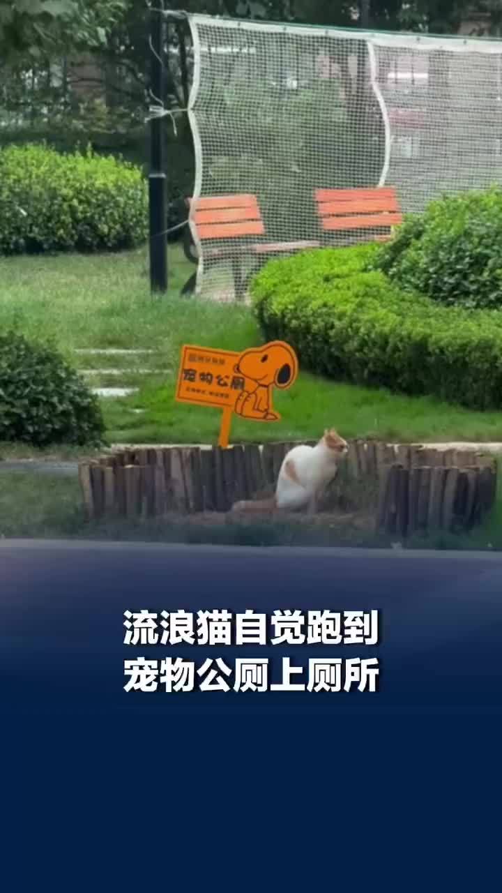 小区流浪猫自觉去宠物公厕上厕所
