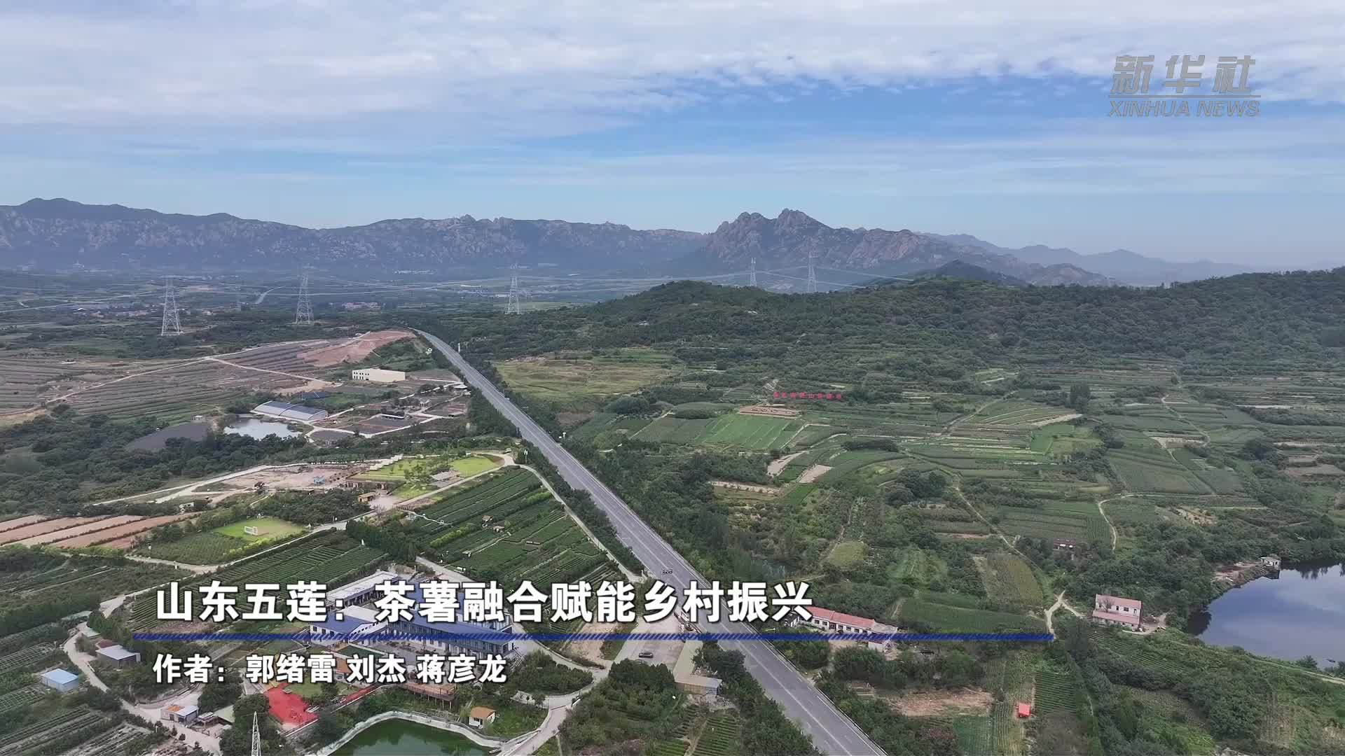 山东五莲：茶薯融合赋能乡村振兴