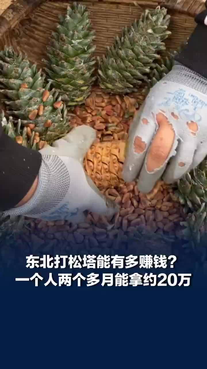 在东北打松塔2个多月能赚约20万