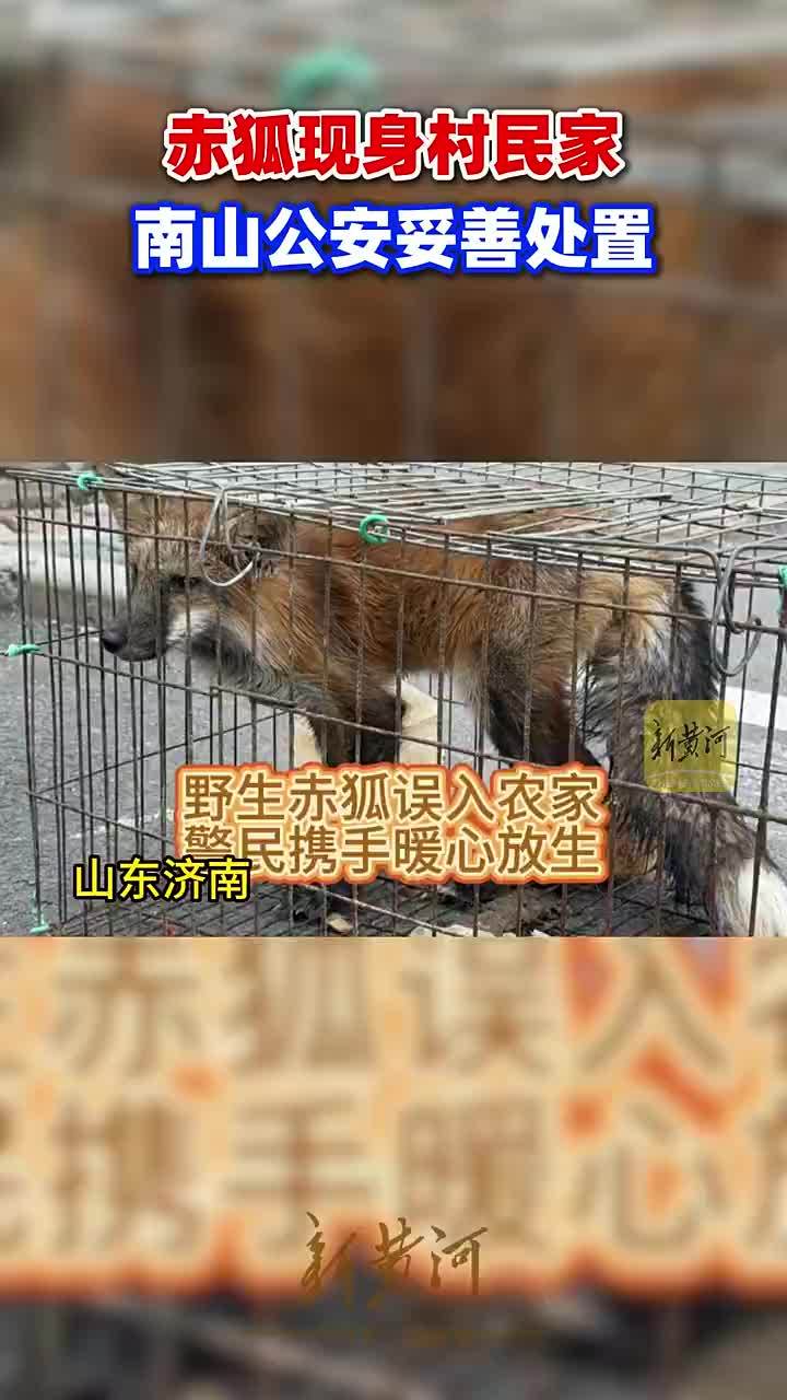 国家二级保护动物赤狐偷偷溜进南山一村民家，警民携手暖心放生
