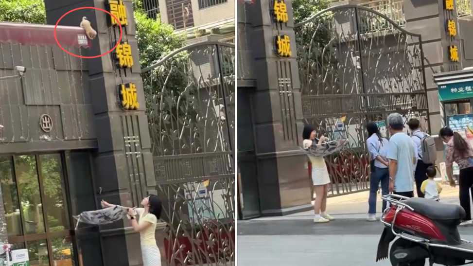 小狗被困高处，看到路人伸手施救后，勇敢跃下安全获救