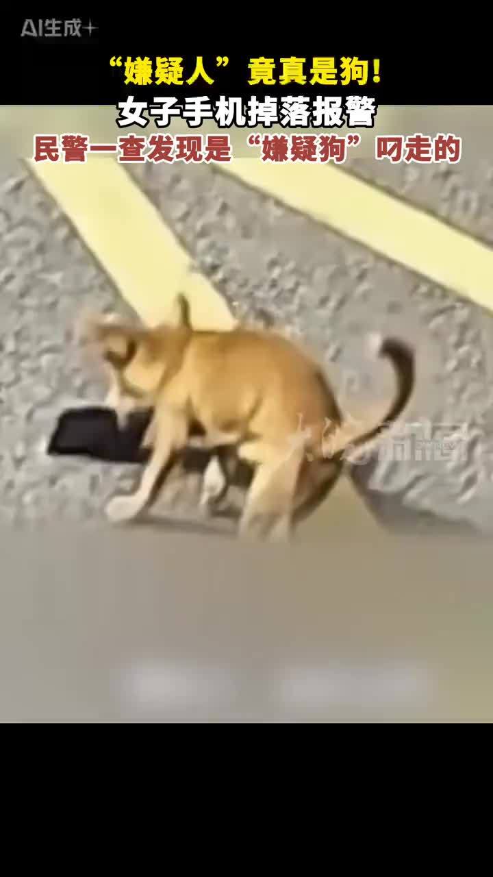 “嫌疑人”竟真是狗！女子手机掉落报警，民警一查发现是“嫌疑狗”叼走的