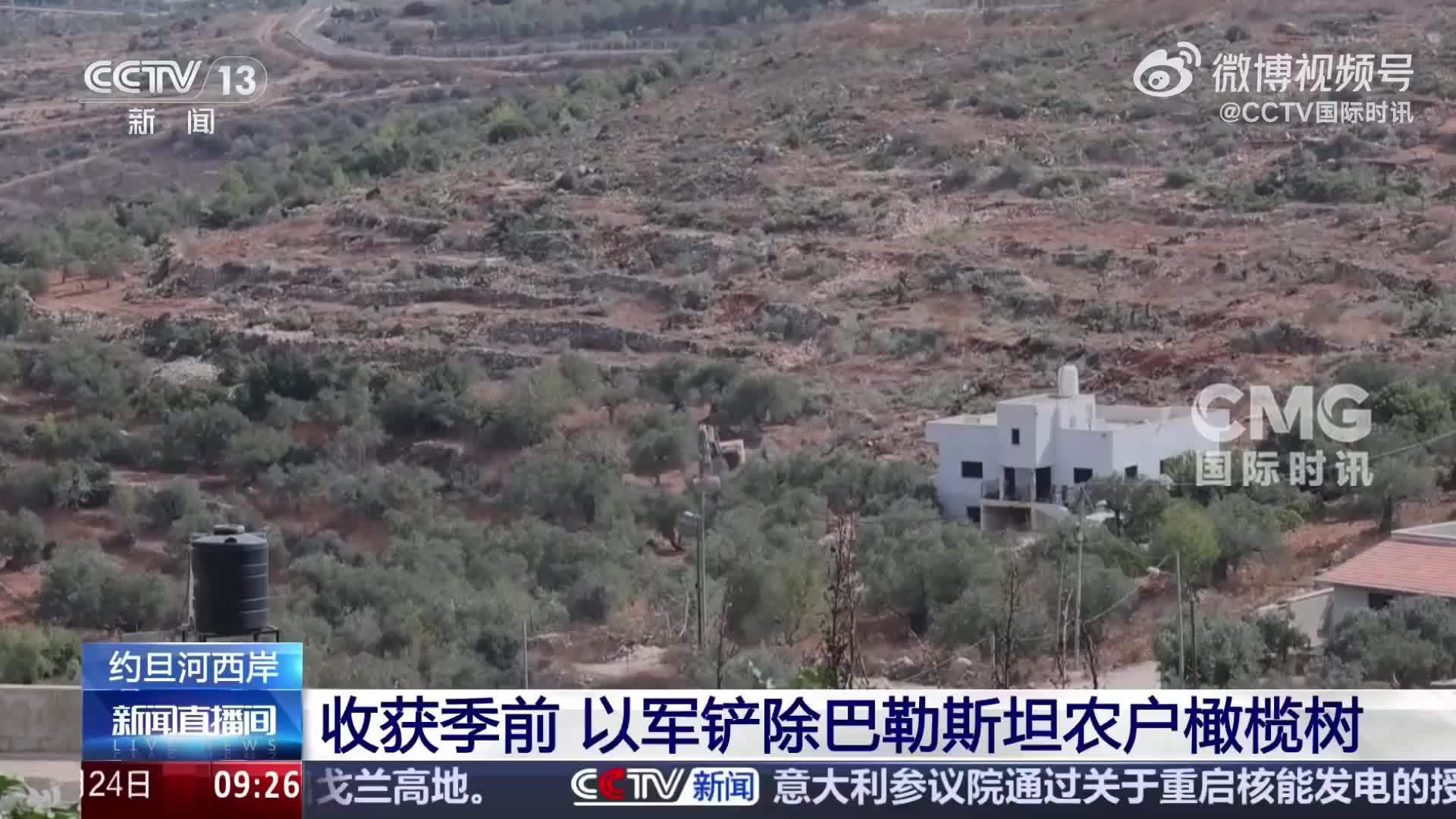 收获季前，以军大面积铲除巴勒斯坦农户橄榄树