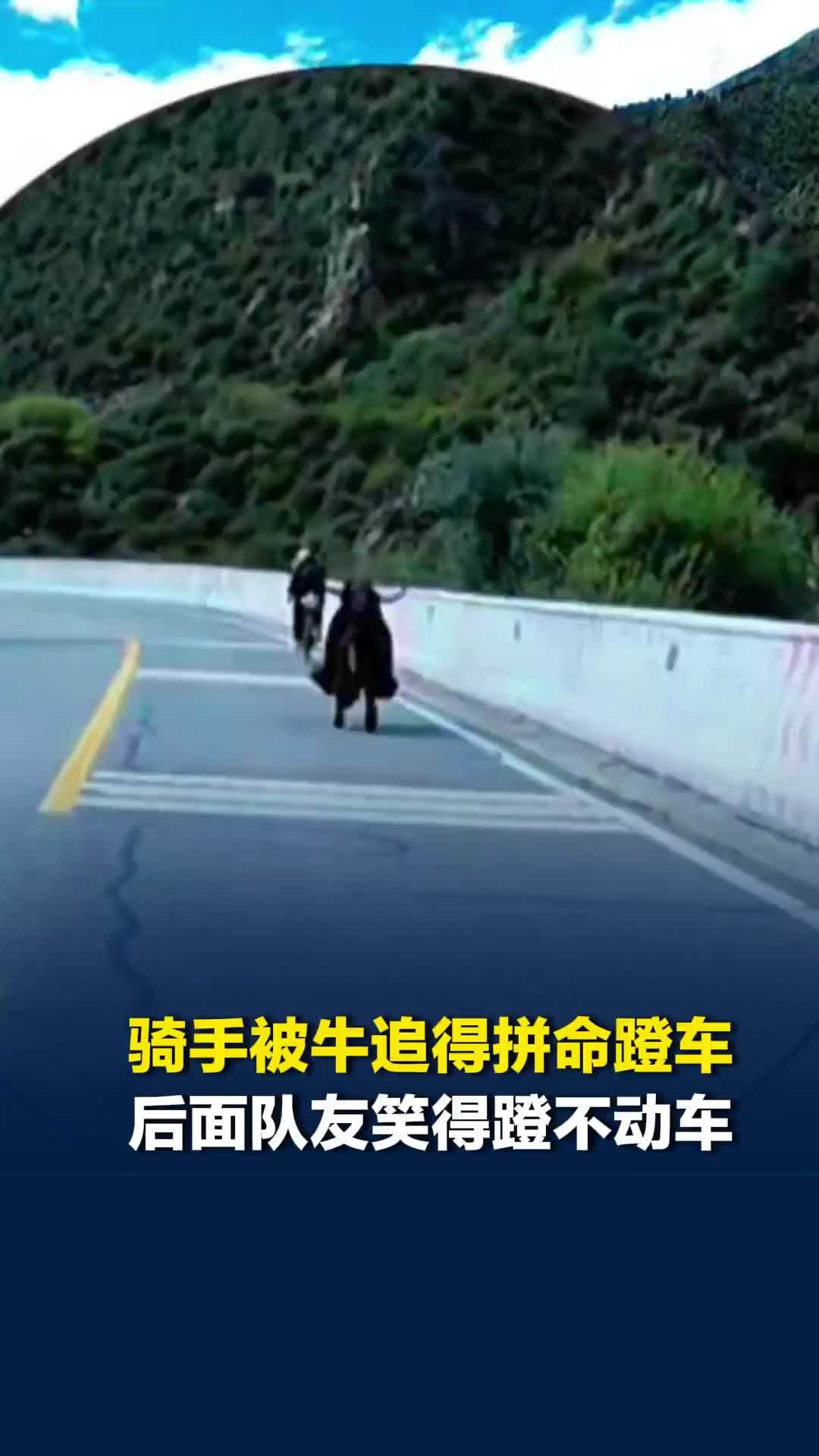 人类悲欢各不相同，骑手被牛追得拼命蹬车，后面队友笑得蹬不动车