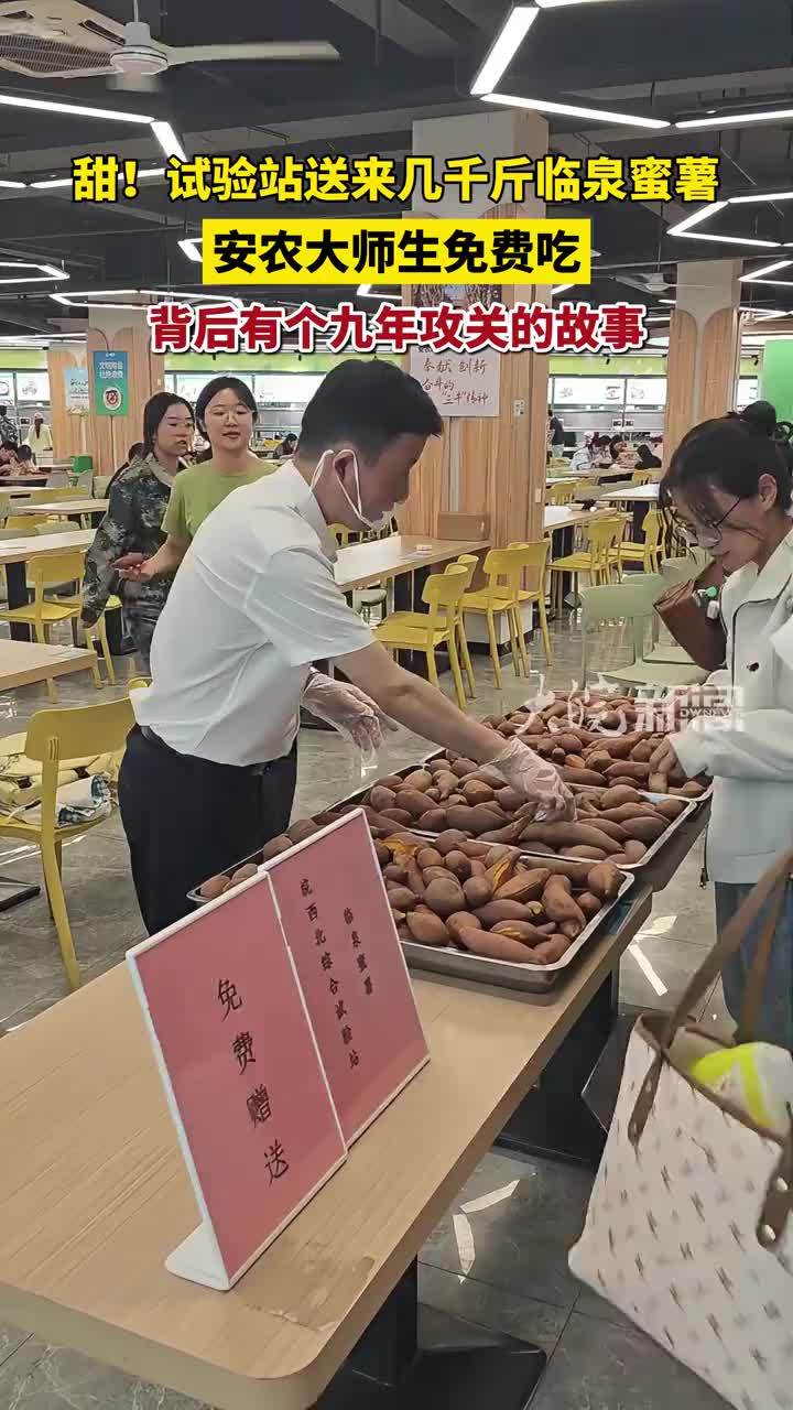甜！试验站送来几千斤临泉蜜薯 安农大师生免费吃 背后有个九年攻关的故事 #媒体原创