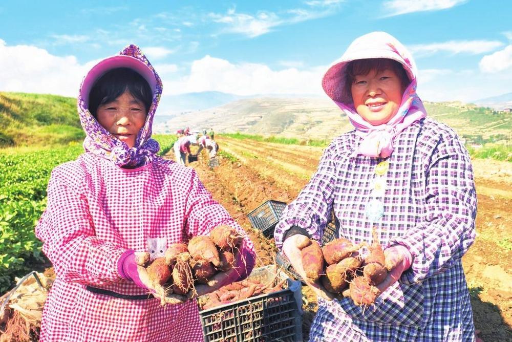 新营镇农户展示丰收的蜜薯 新甘肃·甘肃经济日报全媒体记者 瞿娟 摄