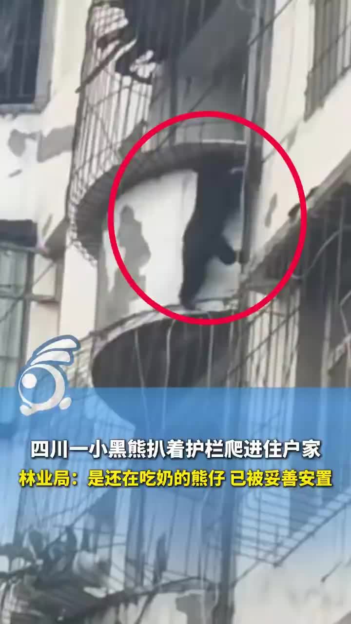 黑熊抓防盗窗连爬多层进入居民家