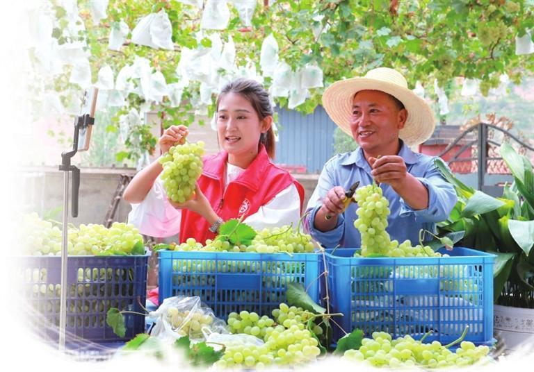 武都区柏林镇葡萄丰收 李旭春 摄