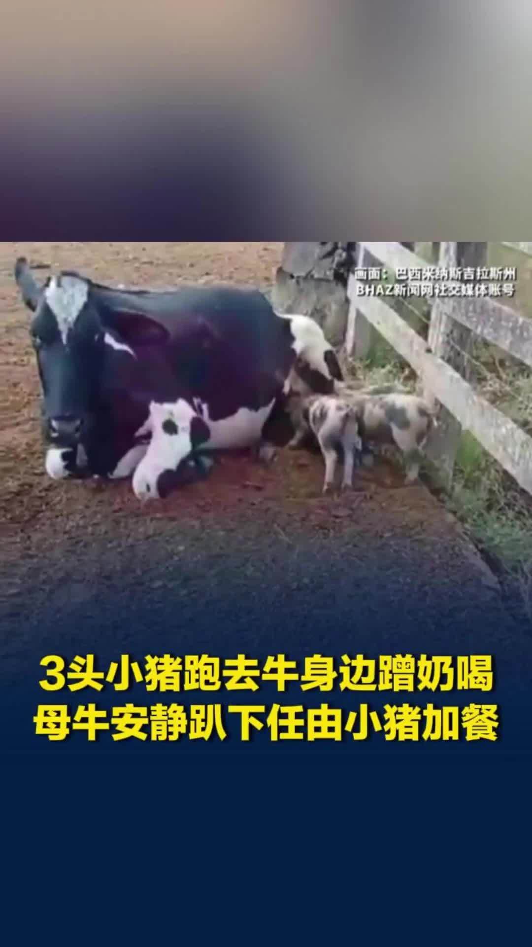 巴西农场内有趣一幕：3头小猪跑去牛身边蹭奶喝，母牛安静趴下任由小猪加餐