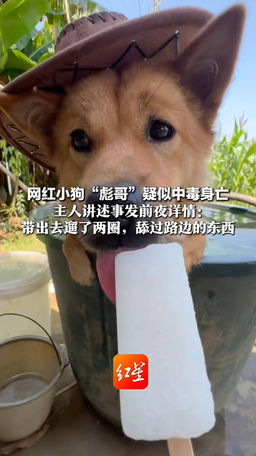 网红小狗“彪哥”疑似中毒身亡 主人讲述事发前夜详情：带出去遛了两圈，舔过路边的东西 狗狗睡觉的阳台无异常
