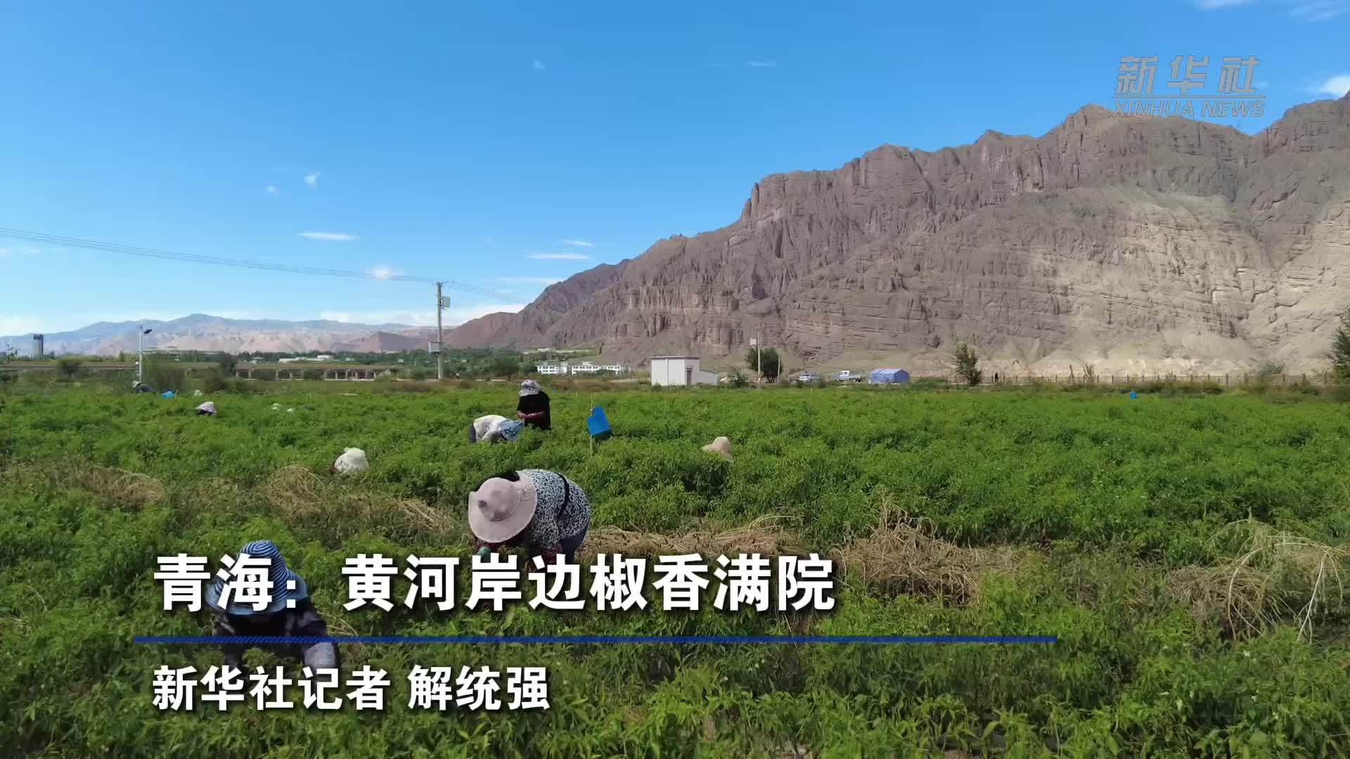 青海：黄河岸边椒香满院