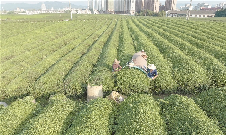 金溪县：机采秋茶（图）