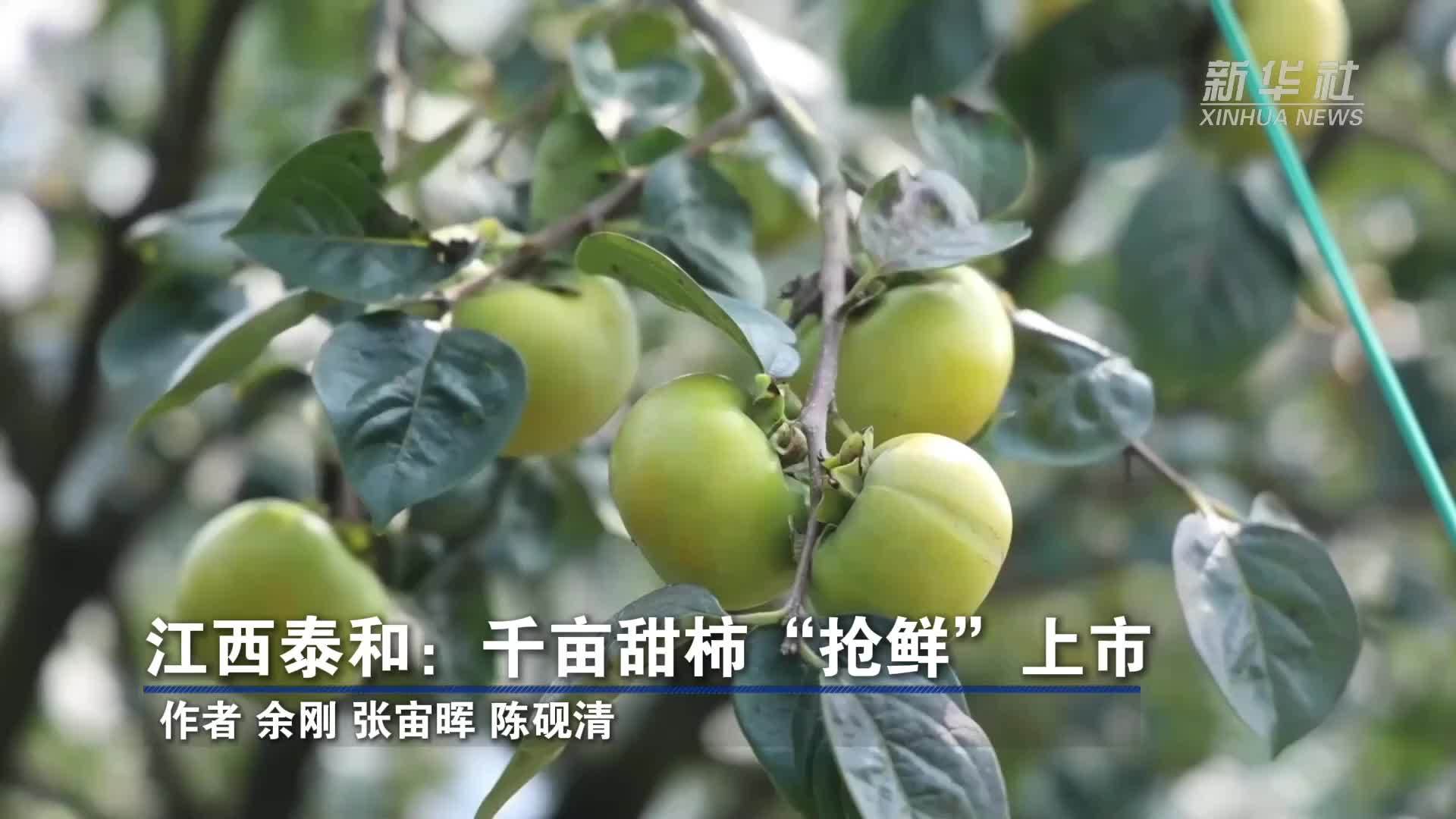 江西泰和：千亩甜柿“抢鲜”上市