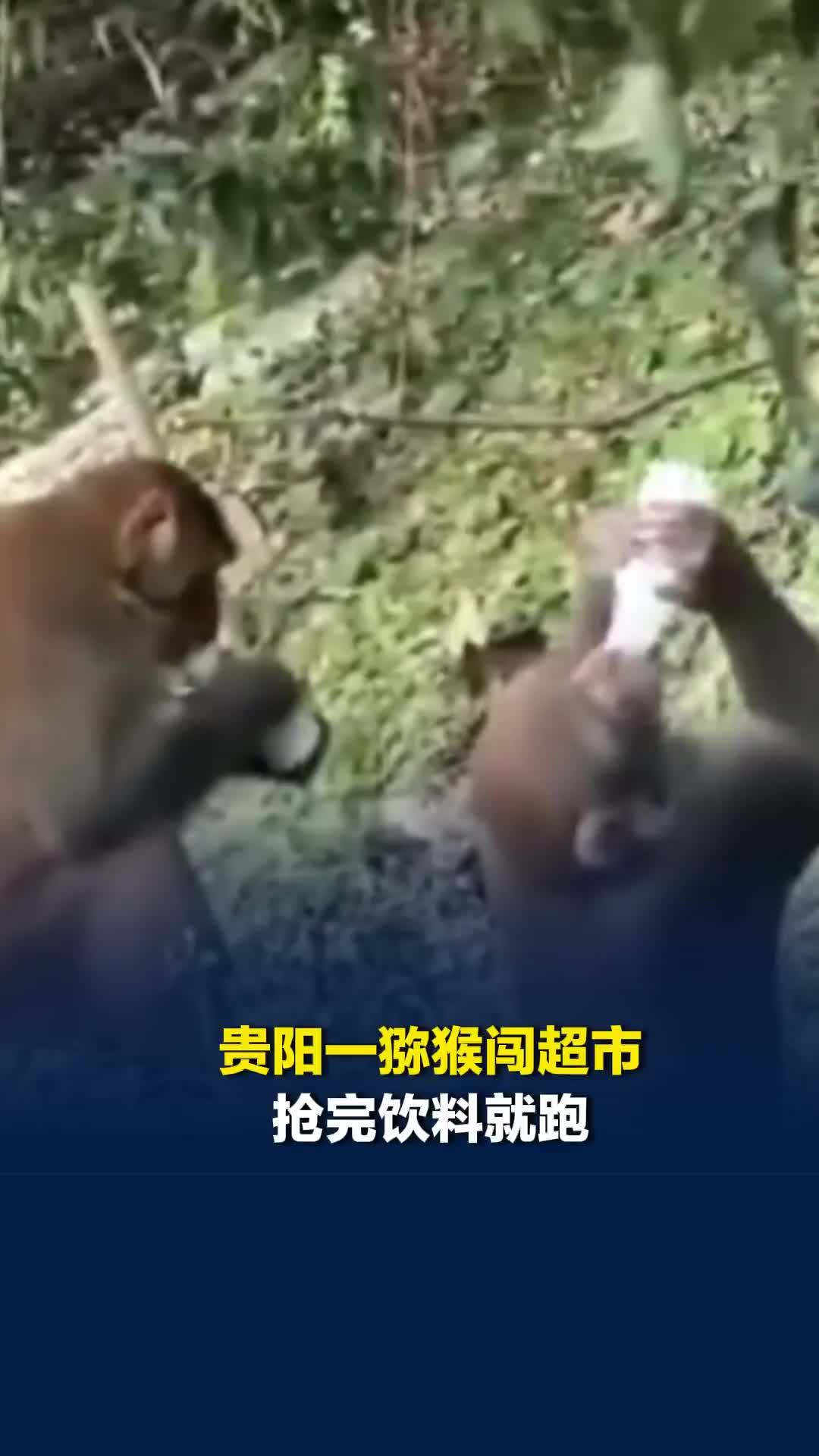 贵阳一猕猴闯超市抢完饮料就跑，还因“分赃不均”跟同伴干架
