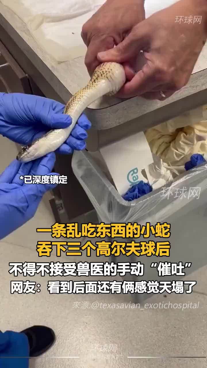 小蛇吞下3个高尔夫球兽医帮其催吐