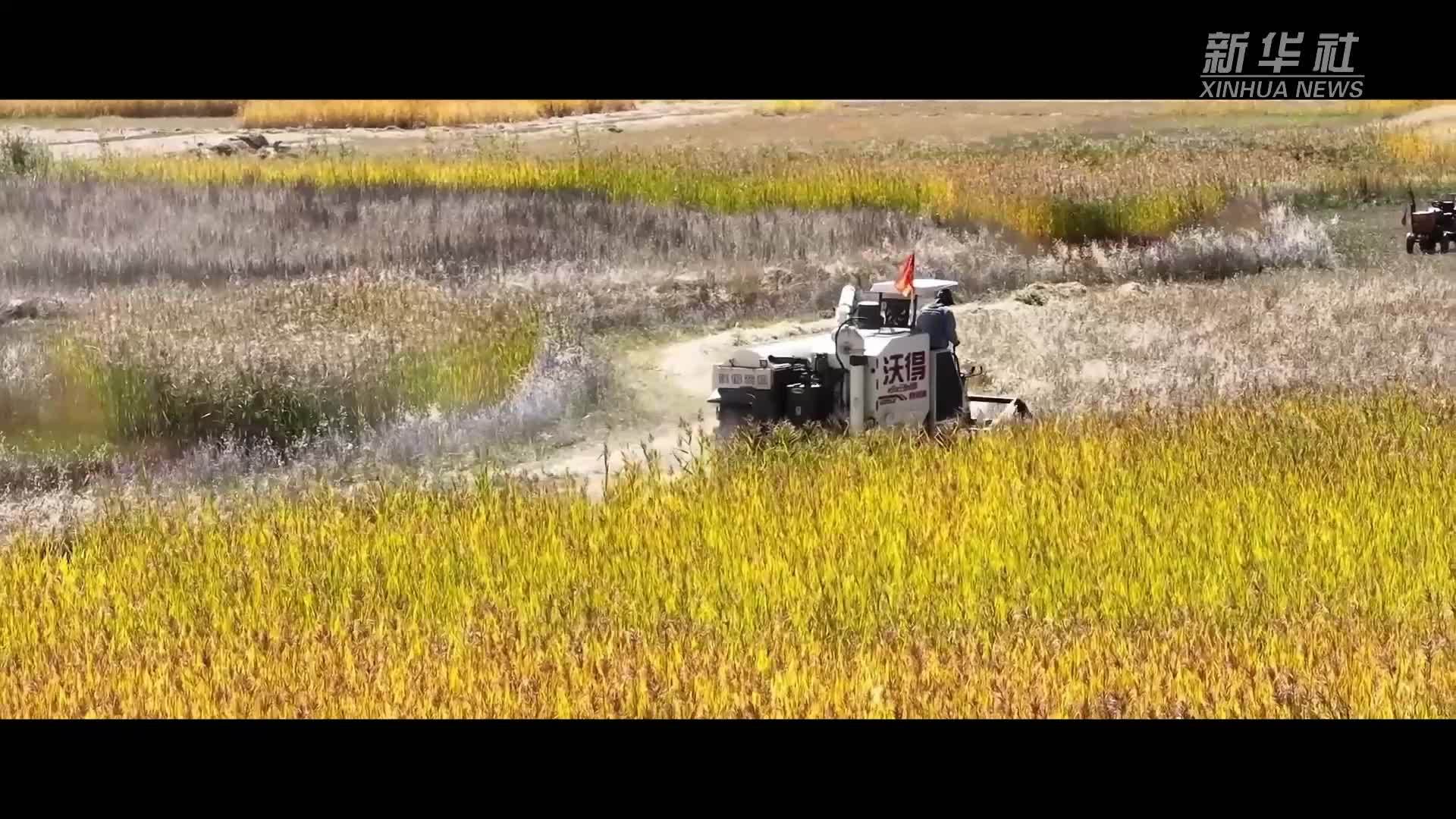 微视频｜高原之上 石榴花开