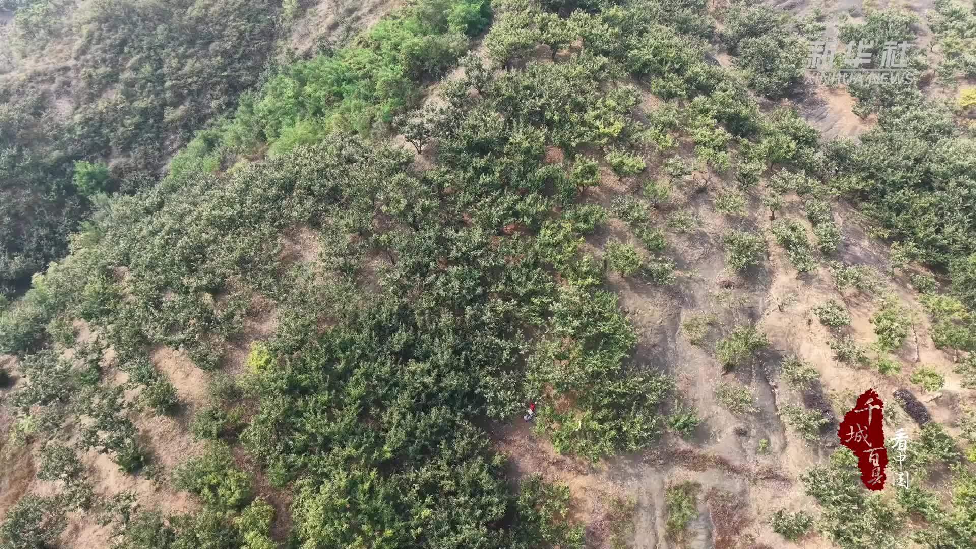千城百县看中国丨河北兴隆：栗香漫山采收忙