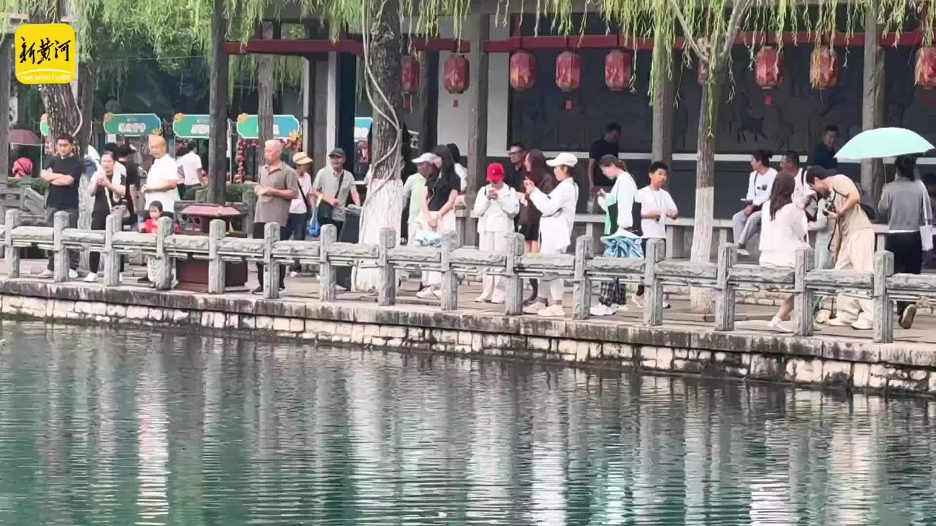 中秋到济南五龙潭，看锦鲤畅游清泉