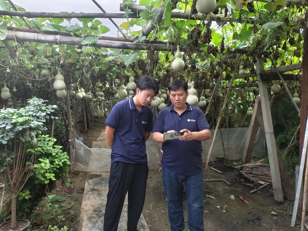 图：中国联通工作人员深入葫芦种植大棚，开展网络勘测与调试。