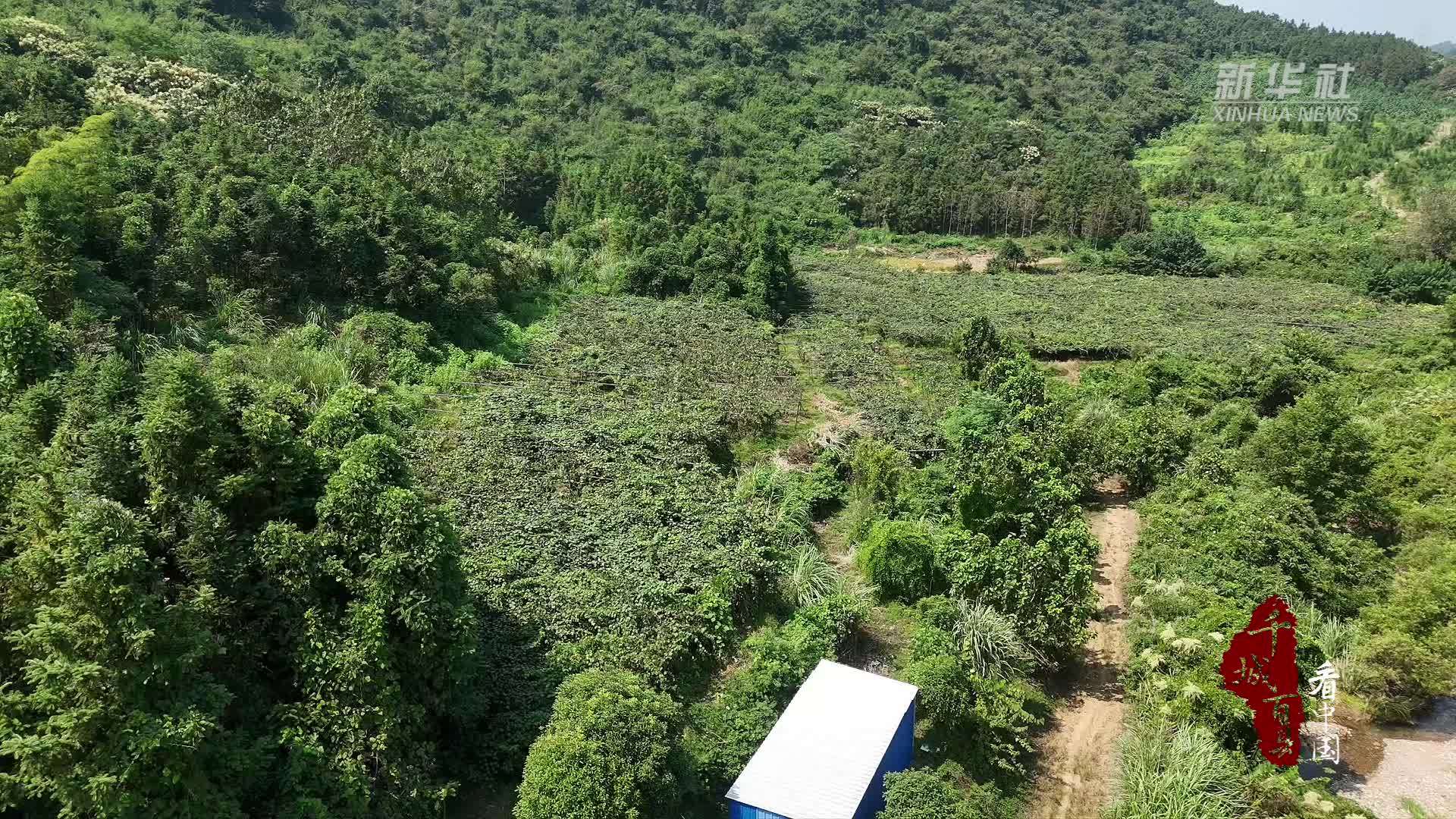 千城百县看中国｜湖北阳新：金秋丰收季 果香漫山野