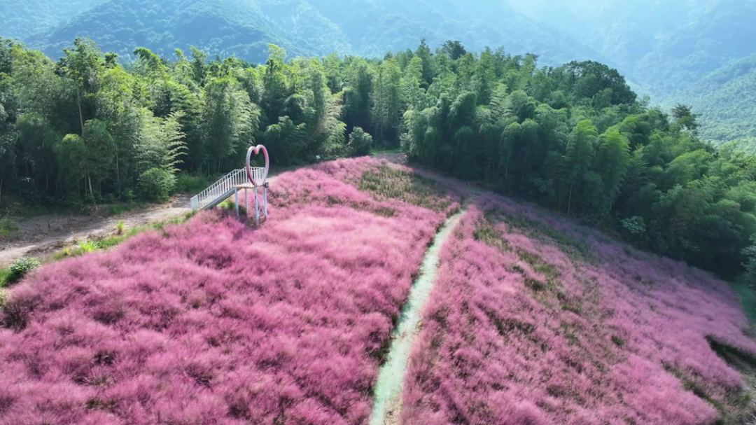 西坞粉黛花[00_00_37][20260924-163310].png