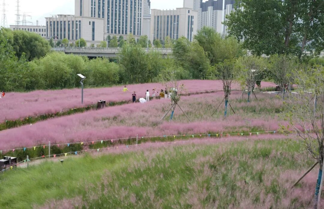 后斌玉 摄