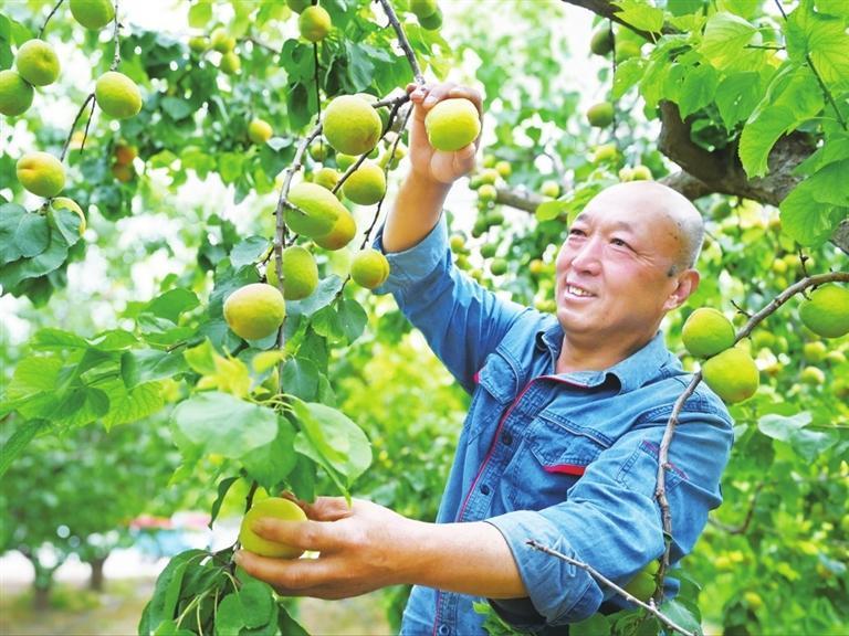 采摘杏子 罗晓敏