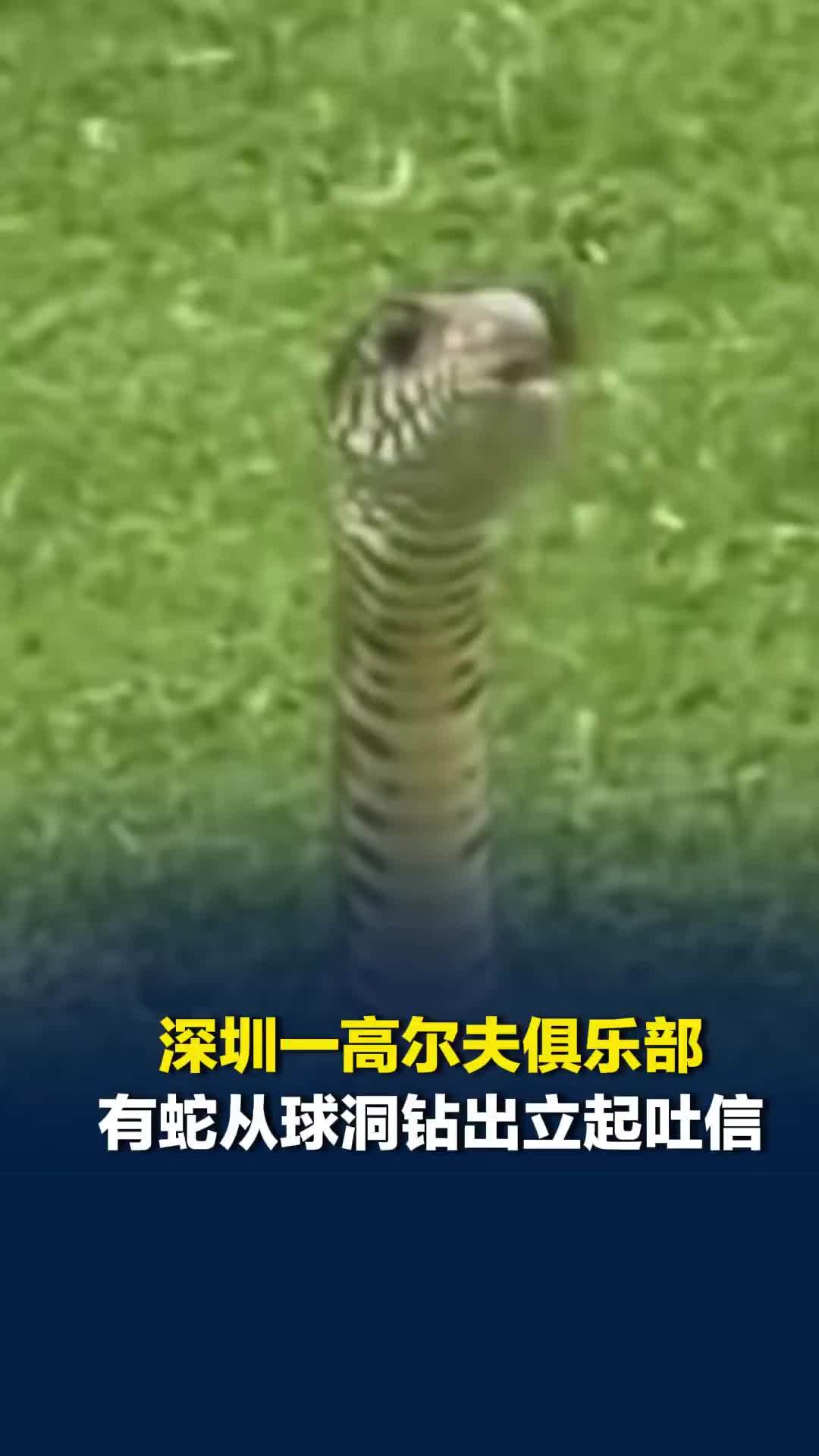 深圳一高尔夫俱乐部有蛇从球洞钻出立起吐信，回应：球场树多水多，会撒药巡查