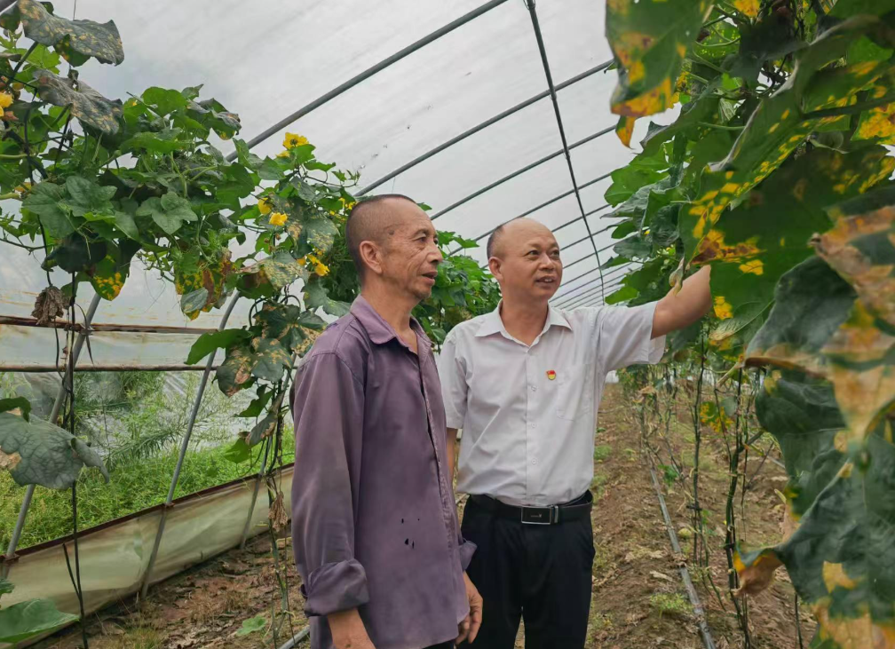 退出领导岗位职级公务员叶飞受聘担任乡村振兴指导员,在大棚开展农业种植技术指导。