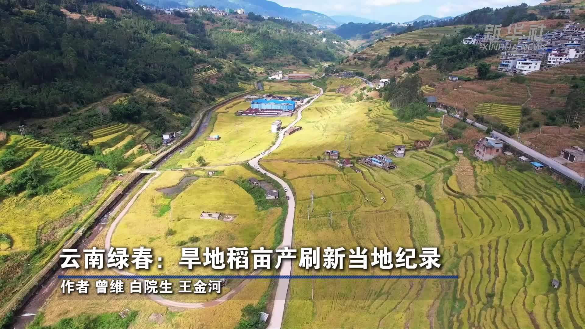 云南绿春：旱地稻亩产刷新当地纪录