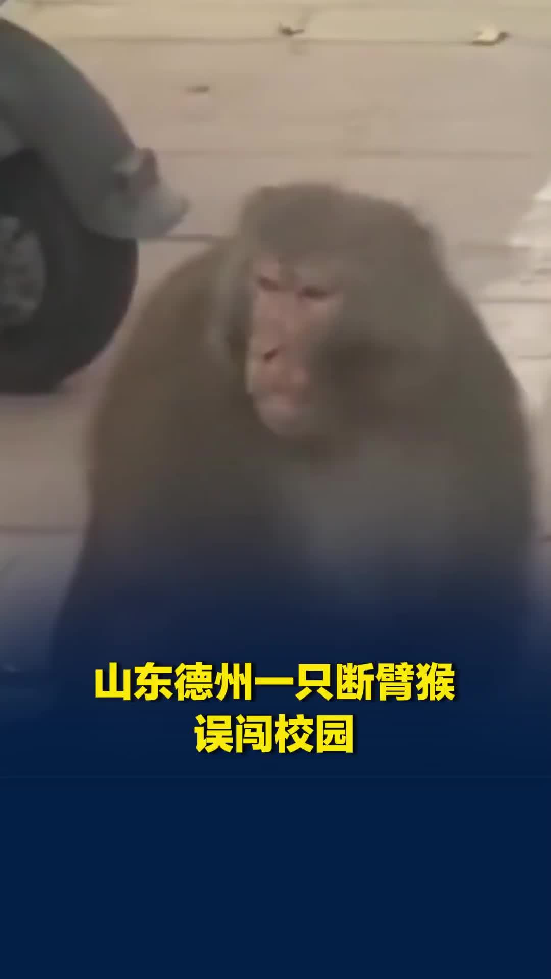 山东德州一只断臂猴误闯校园，众人骑电瓶车持网围捕未果，猴子又进小区