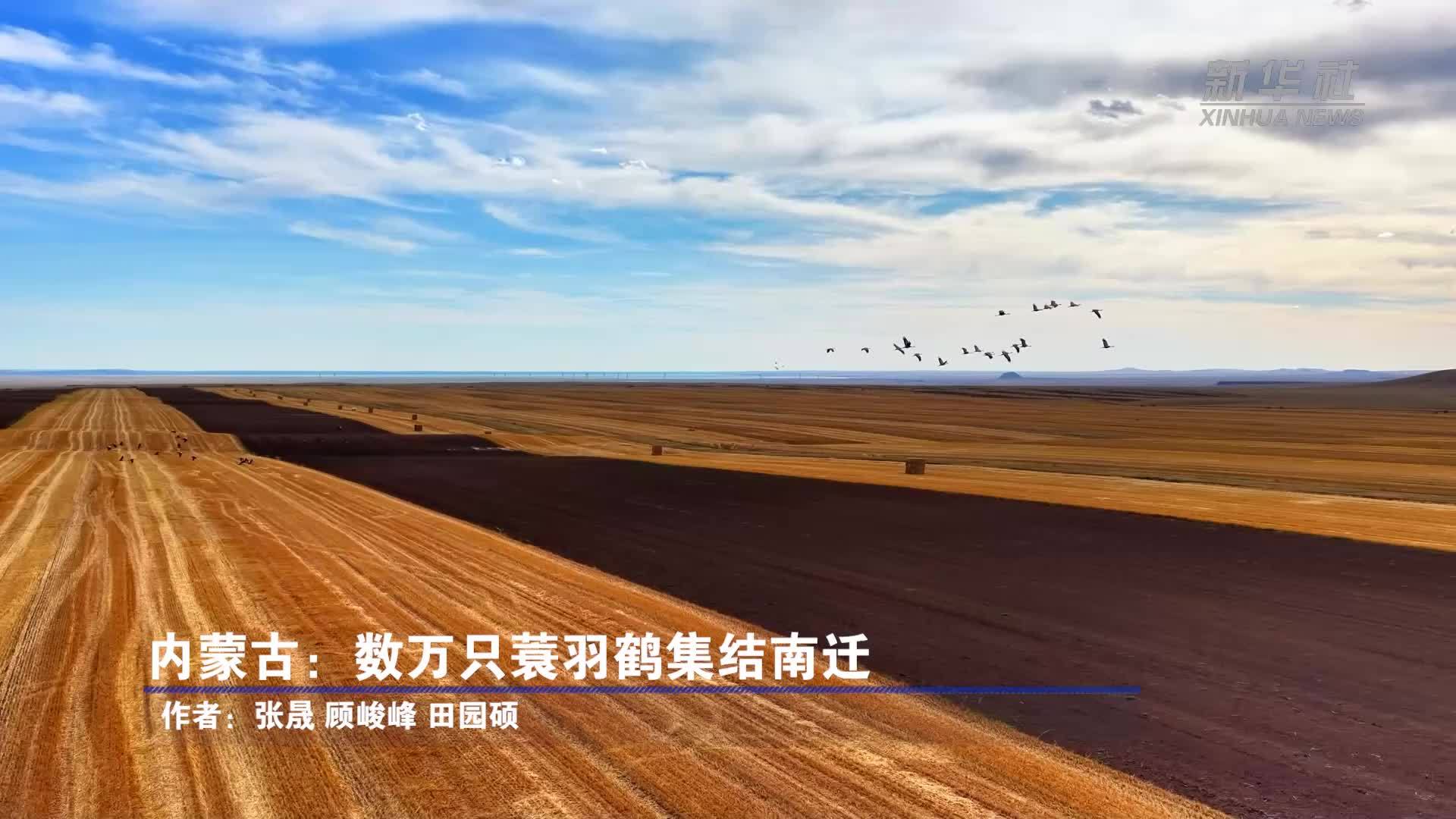 内蒙古：数万只蓑羽鹤集结南迁