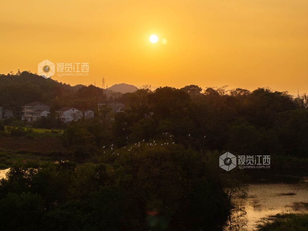 2026年9月20日,在江西省抚州市黎川县十里村,成群的白鹭在树上栖息,享受着落日余晖中的惬意,勾勒出一幅秀美的生态画卷。
