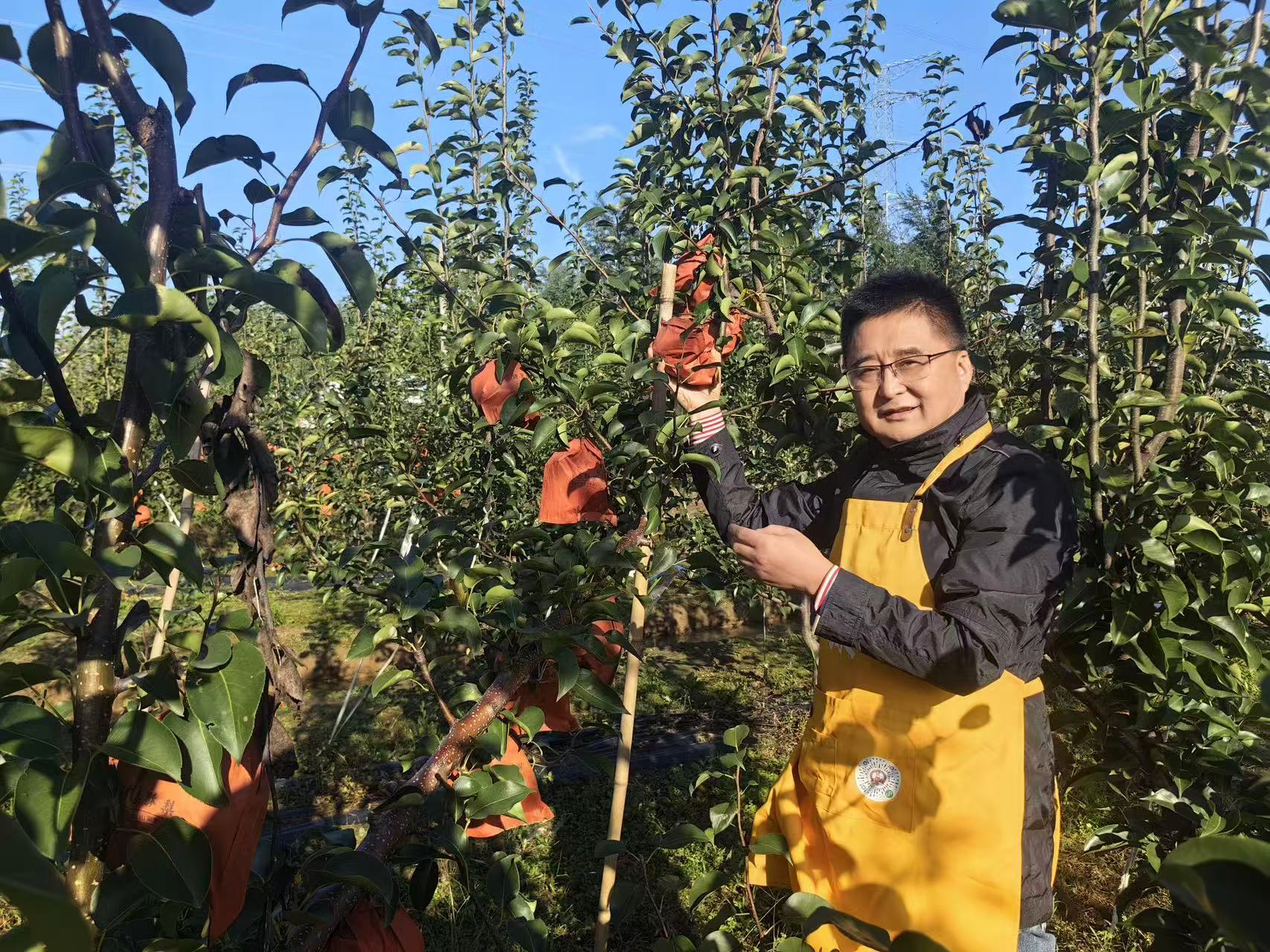 诸葛酥梨,重塑中国北方高端水果新标杆:从火山岩到文化果的时代突围