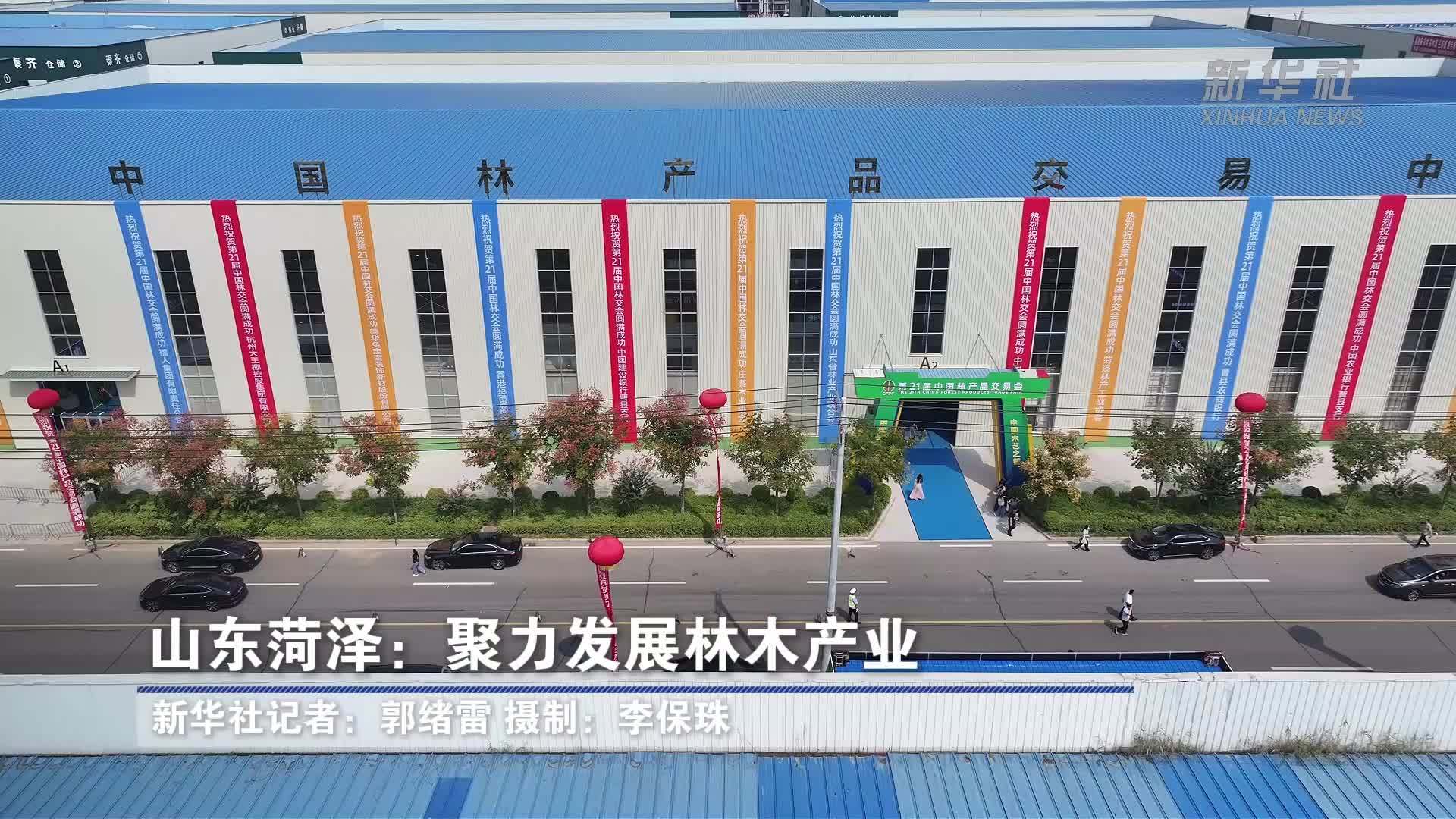 山东菏泽：聚力发展林木产业