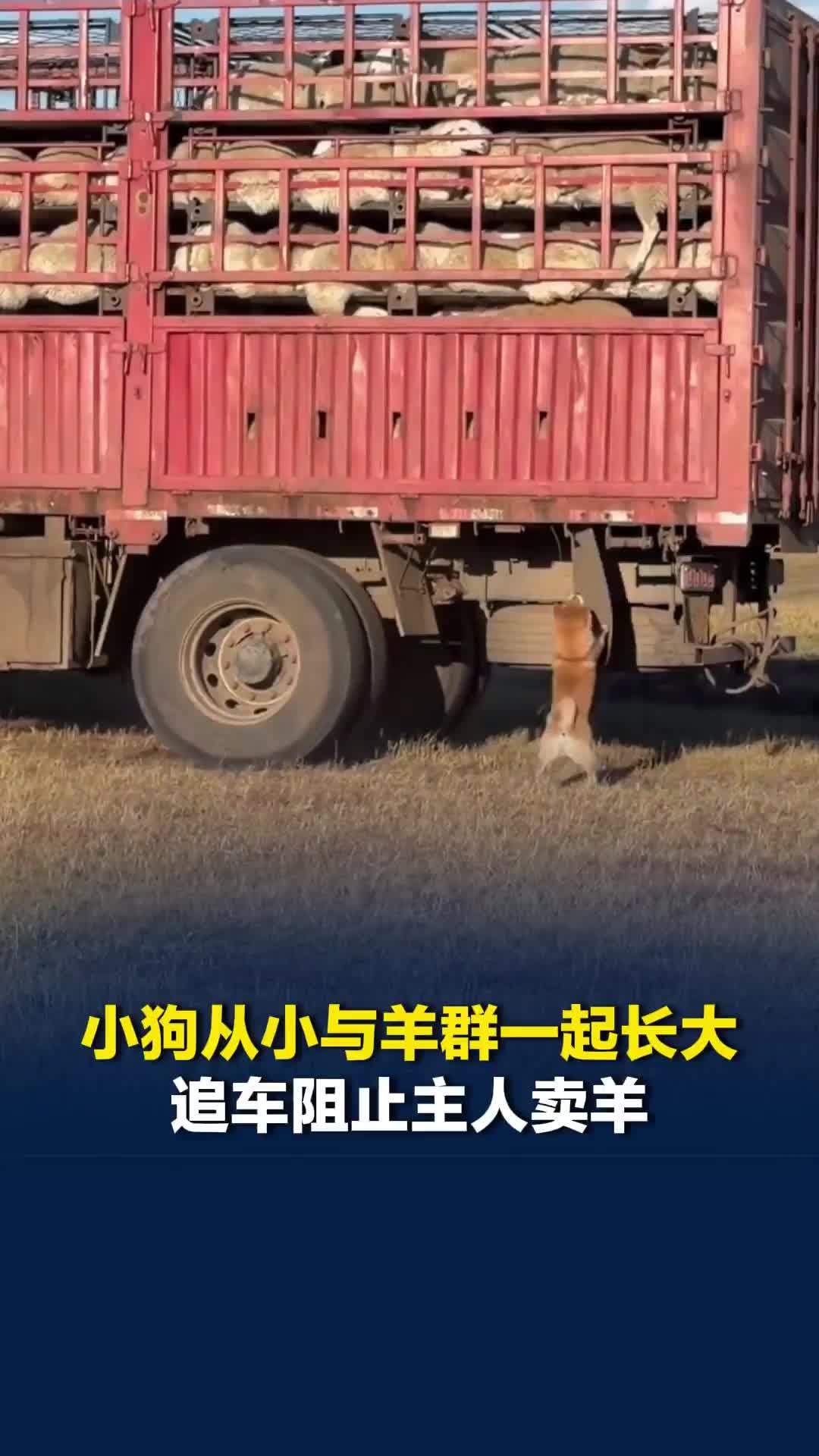 小狗从小与羊群一起长大，主人将小羊拉上车准备卖掉时，小狗不停追车阻拦