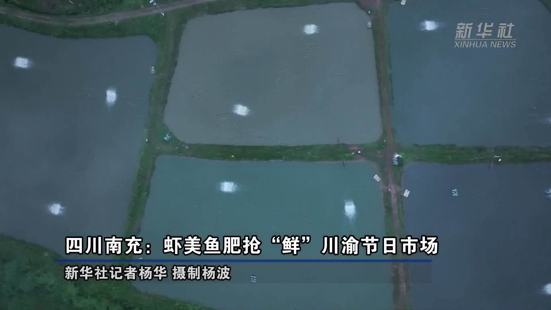 四川南充：虾美鱼肥抢“鲜”川渝节日市场