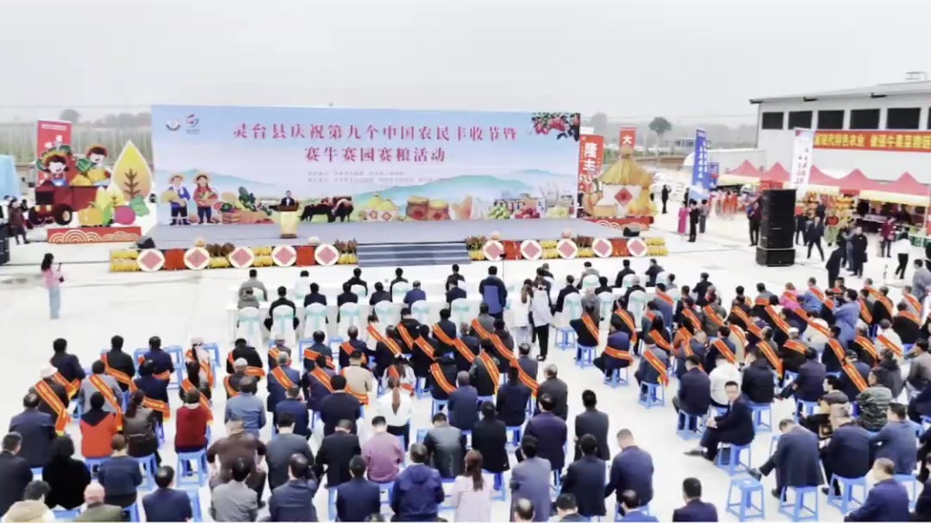 甘肃灵台花式庆丰收　带你凑“镜”看看